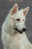 Biały Owczarek Szwajcarski Shira Alpen Angel